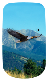 DAROYAL-130 Soaring Eagle Im Free